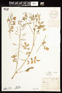 Thumbnail image of current specimen