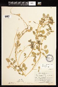 Nasturtium officinale image