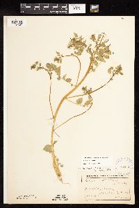 thumbnail image of current specimen