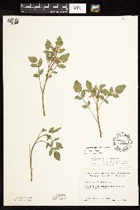 Nasturtium officinale image