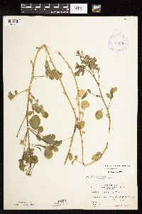 Thumbnail image of current specimen
