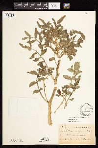 Nasturtium officinale image