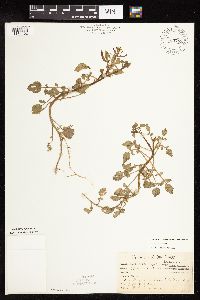 Nasturtium officinale image