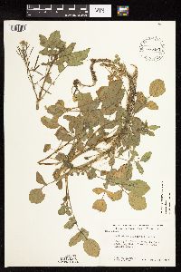 Nasturtium officinale image