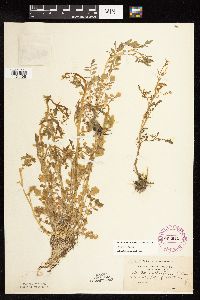 thumbnail image of current specimen