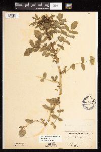 Nasturtium officinale image