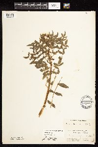 Nasturtium officinale image