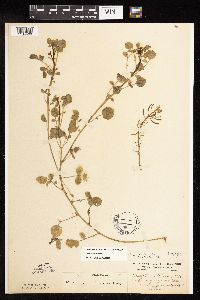 Nasturtium officinale image