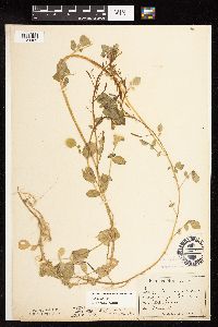 Nasturtium officinale image