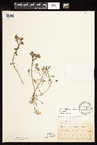 thumbnail image of current specimen