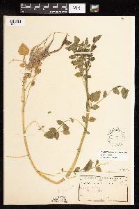 Nasturtium officinale image