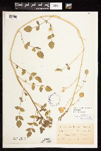 Nasturtium officinale image