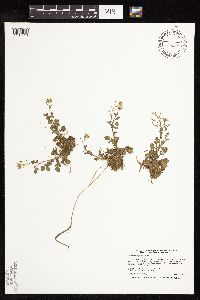 Nasturtium officinale image