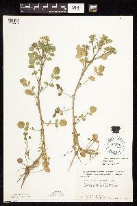Nasturtium officinale image