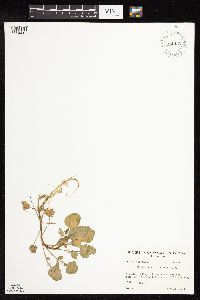 Thumbnail image of current specimen