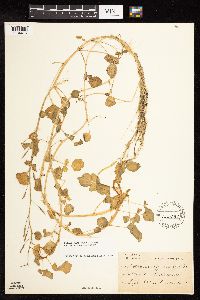 Nasturtium officinale image