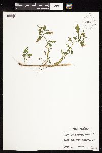 Rorippa palustris subsp. hispida image