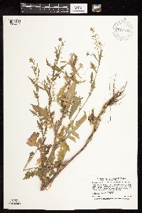 Rorippa palustris subsp. hispida image