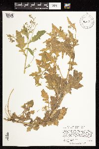 Rorippa palustris subsp. hispida image