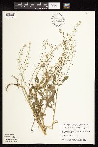 Rorippa palustris subsp. hispida image