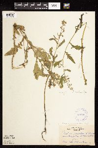 Rorippa palustris subsp. hispida image