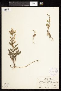 Rorippa palustris subsp. hispida image