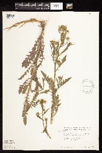 Rorippa palustris subsp. hispida image