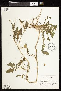 Rorippa palustris subsp. hispida image