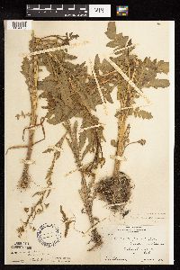 Rorippa palustris subsp. hispida image