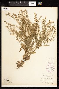 Rorippa palustris subsp. hispida image