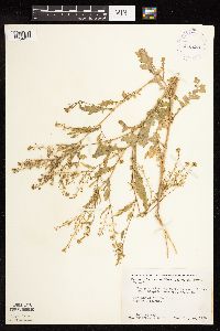 Rorippa palustris subsp. hispida image