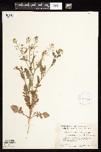 Rorippa palustris subsp. hispida image