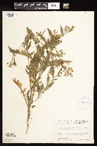 Rorippa palustris subsp. hispida image