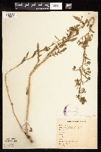 Rorippa palustris subsp. hispida image