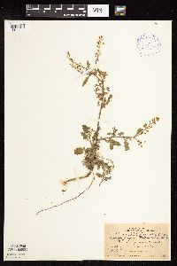 Rorippa palustris subsp. hispida image