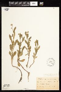 Rorippa palustris subsp. hispida image