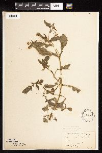 Rorippa palustris subsp. hispida image