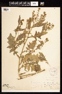 Rorippa palustris subsp. hispida image