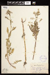 Rorippa palustris subsp. hispida image