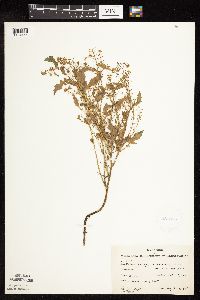 Rorippa palustris subsp. hispida image