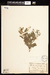 Rorippa palustris subsp. hispida image