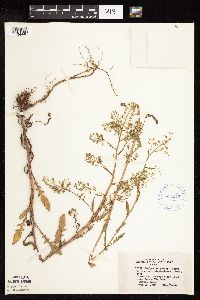 Rorippa palustris subsp. hispida image