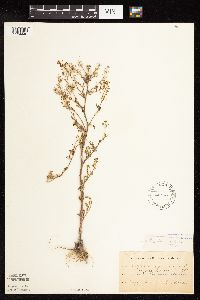 Rorippa palustris subsp. hispida image