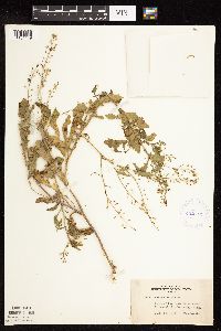 Rorippa palustris subsp. hispida image