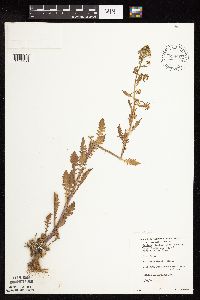 Rorippa palustris subsp. hispida image