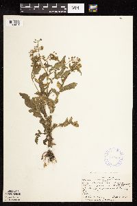 Rorippa palustris subsp. hispida image