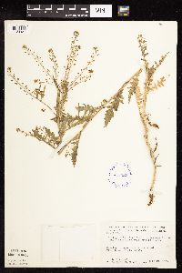 Rorippa palustris subsp. hispida image