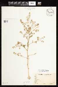 Rorippa palustris subsp. hispida image
