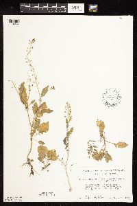 Rorippa palustris subsp. hispida image