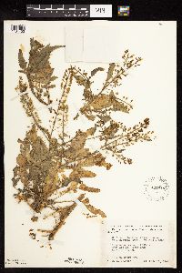 Rorippa palustris subsp. hispida image